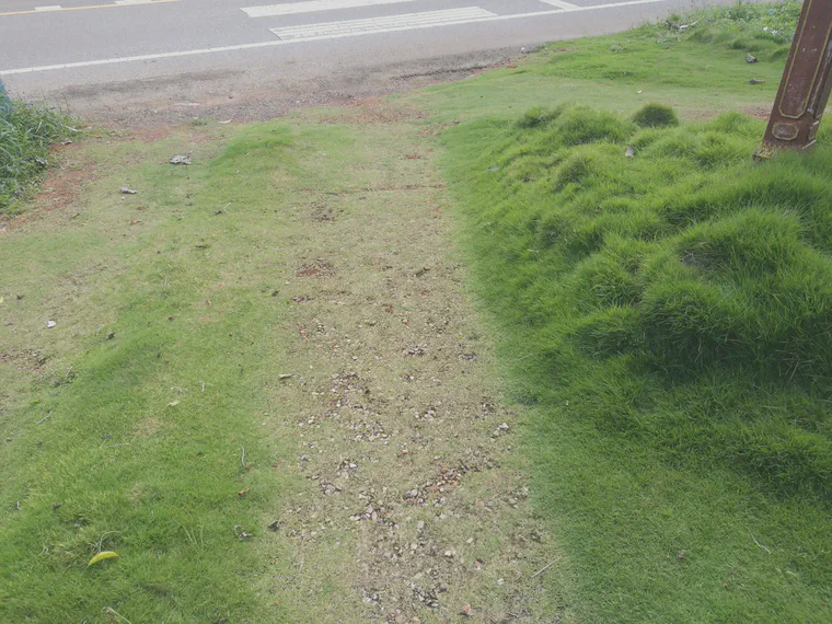 An unmown front lawn and driveway in southern Thailand, where the differences in manilagrass (*Zoysia matrella*) appearance are due to traffic, or lack of traffic.