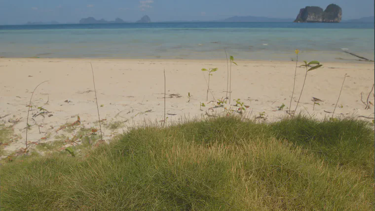 The untrafficked manilagrass at the edge of the path.