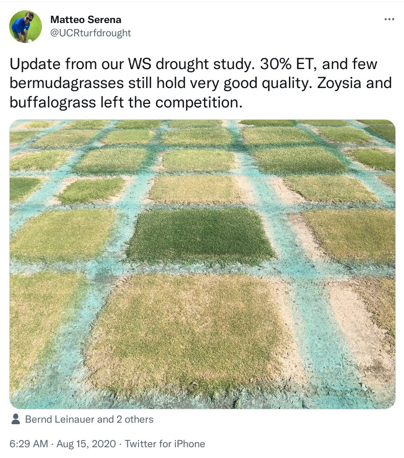 Zoysia, water use, and fact checking Asian Turfgrass Center