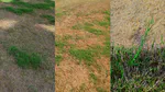 Zoysia, bermudagrass, water, and AI