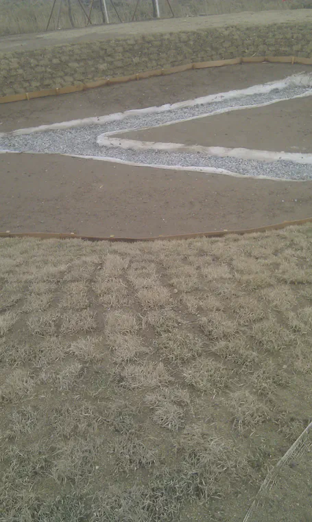 Checkerboard planting of *Zoysia japonica* sod with topdressing between the sod pieces, South Korea