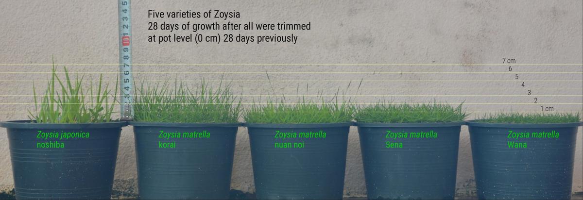 Zoysia growth habit and the type I prefer (for golf) | Asian Turfgrass